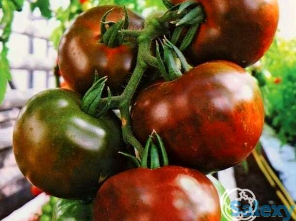Семена Томат Амиго F1 3 шт, фотография 1