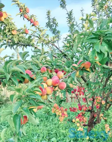 Продам благоустроенную квартиру на земле, фотография 11