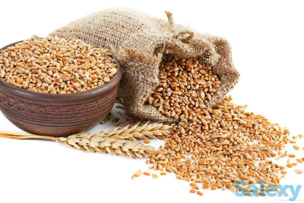 пшеница  оптом  от  5000тонн., фотография 1