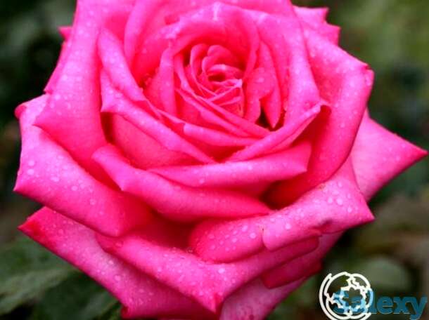 Роза дуфтрауш чайно-гибридная, тантау, фотография 1