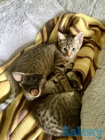 Котята в добрые руки, фотография 3