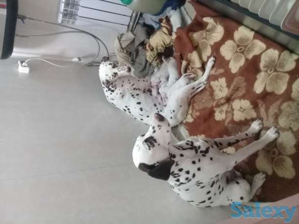 Продам щенков Далматина, фотография 1