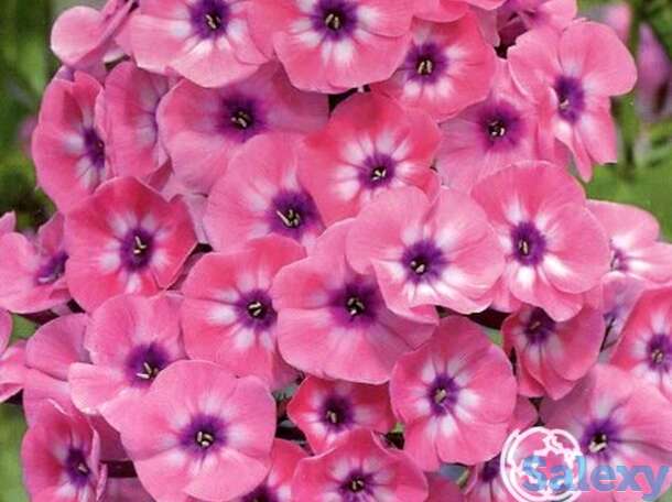 Флокс метельчатый ларисса, фотография 1