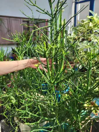 Продам молочай Тирукалли, фотография 3