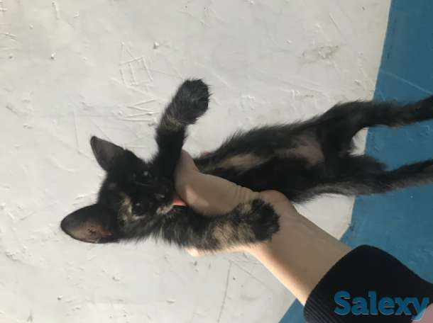 Отдам котят в хорошие руки, фотография 2