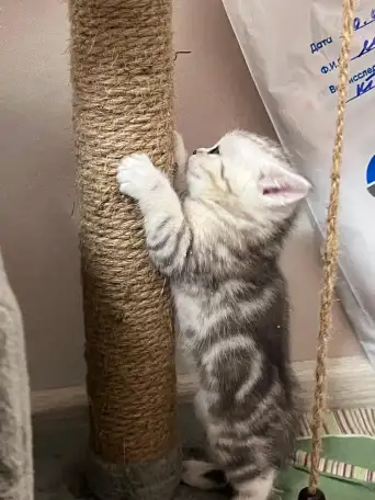 Шотландские котята, фотография 7