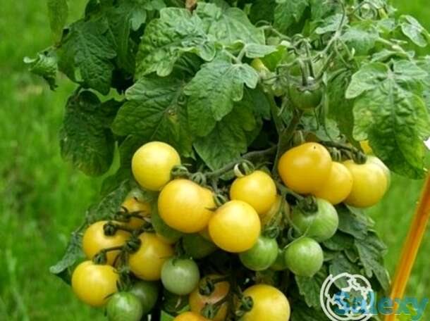 Семена Томат Балконное чудо Балкони Ело F1, фотография 1