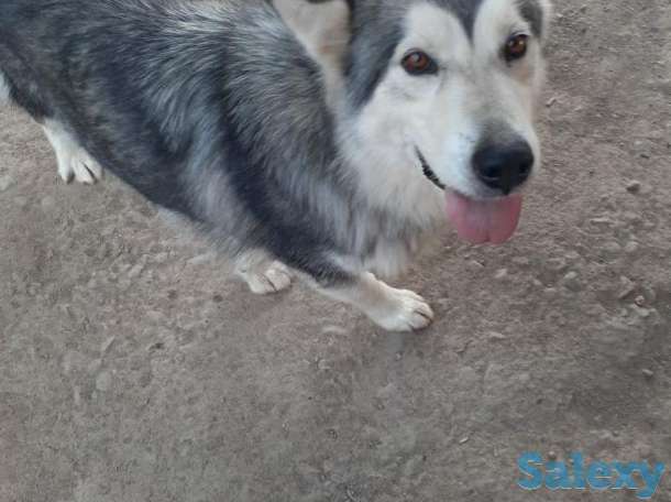 Продам маламута девочку, фотография 2