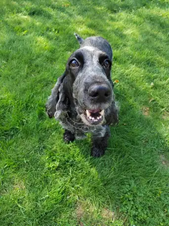 Перпдержка животных, фотография 1