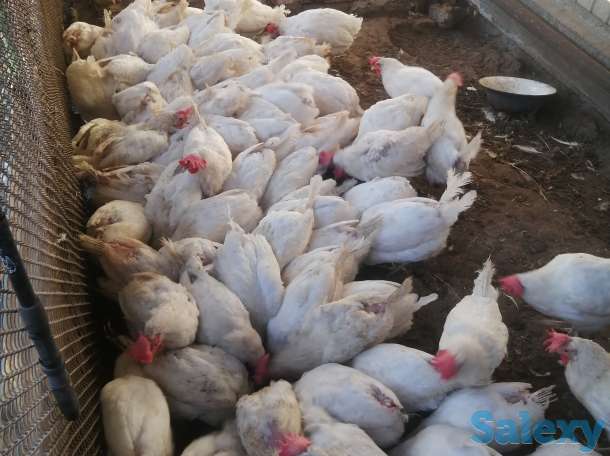 Куры домашние, фотография 1