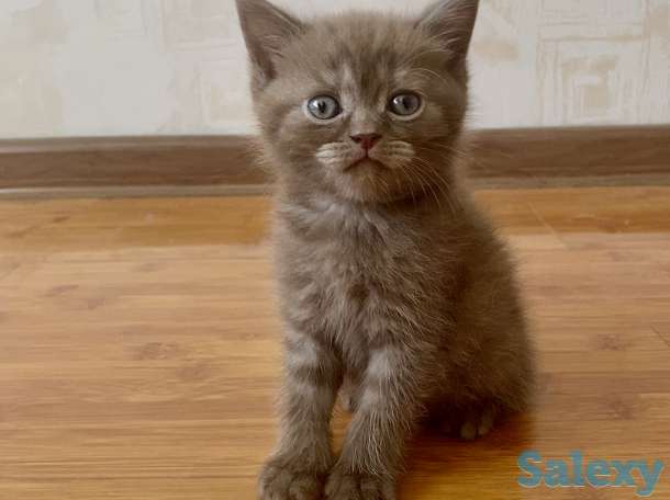 Котята вислоухие, фотография 4