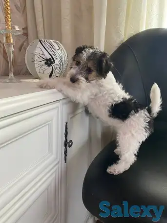 Предлагаются к продаже очаровательные щенки фокстерьера!!, фотография 7