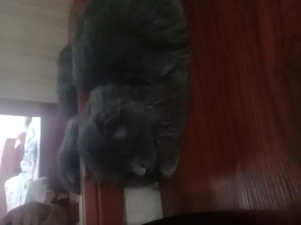 Шотландская вислоушка, фотография 1