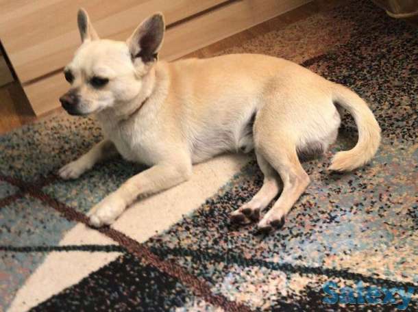 Пропала собака, фотография 1