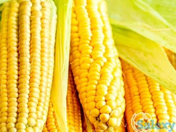 Семена Кукуруза Сладкое детство 7г, фотография 1