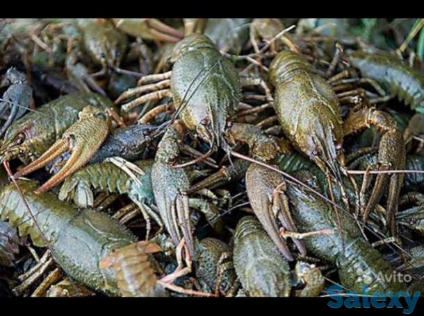 Куплю раков, фотография 1