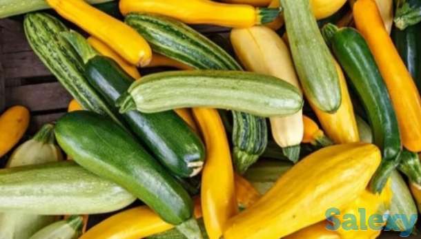 Рассада кабачков, цукини, патиссонов, фотография 1