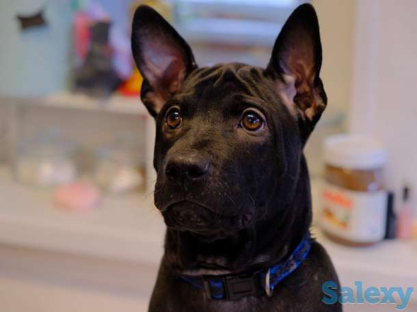 Щенки Тайского риджбека, фотография 9