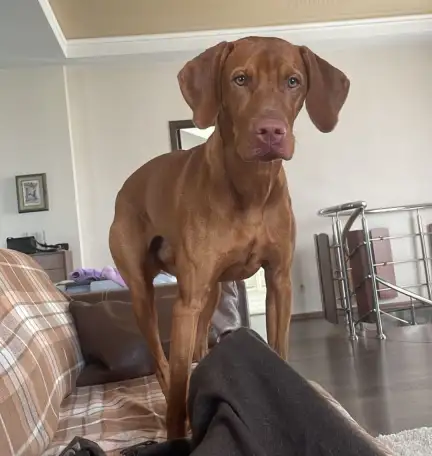 Щенки Венгерской выжлы, фотография 6