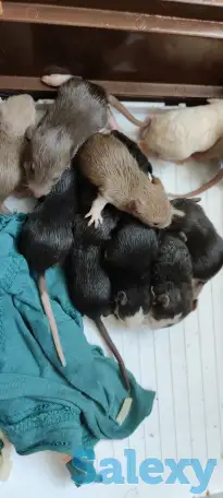 Отдам даром крысят, домашние , приучены к рукам , возраст 3 недели , есть и бежевые и белые и черные и двухцветные, фотография 3