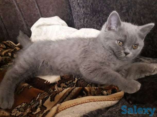Котята британские, фотография 1