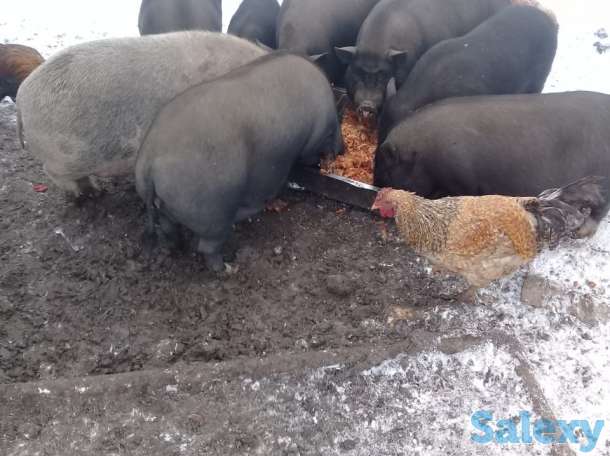 Вьетнамские свинки, фотография 3