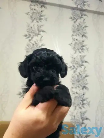 Продажа мальтипу, фотография 1