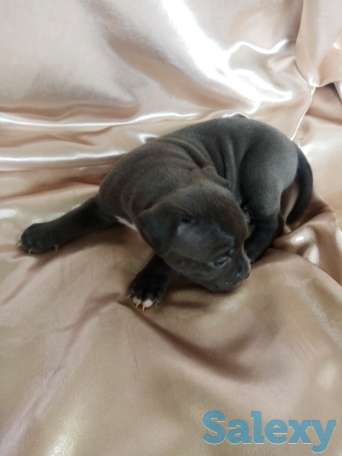 Открыт резерв щенков американского питбуль терьера, фотография 7