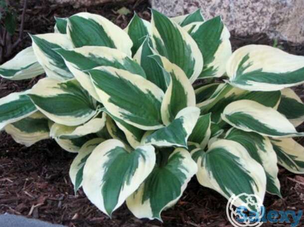 Хоста Минитмэн (SM), фотография 1