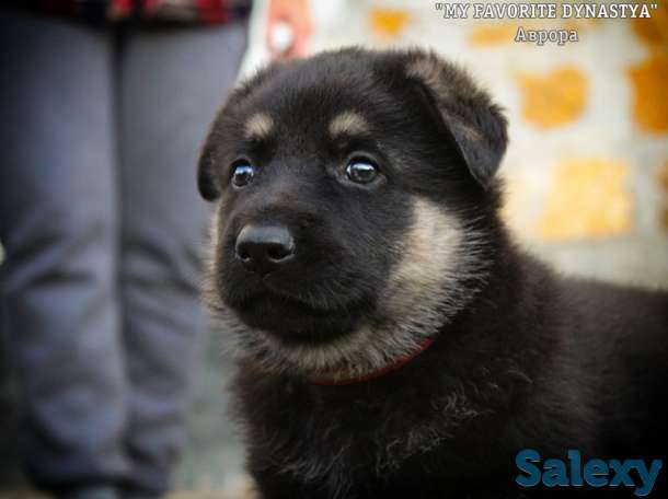 Щенки Восточноевропейской овчарки, фотография 1