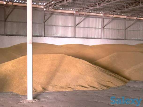 Продам зерно 3,4,5 класс, фотография 3