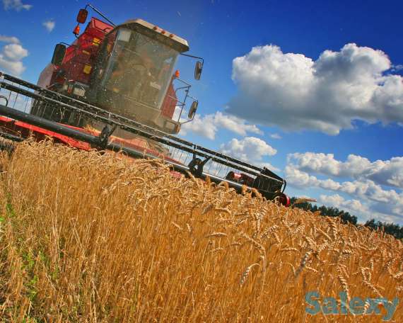 пшеница  оптом  от  5000тонн., фотография 4