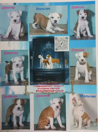 Американский стаффордширский терьер, фотография 3