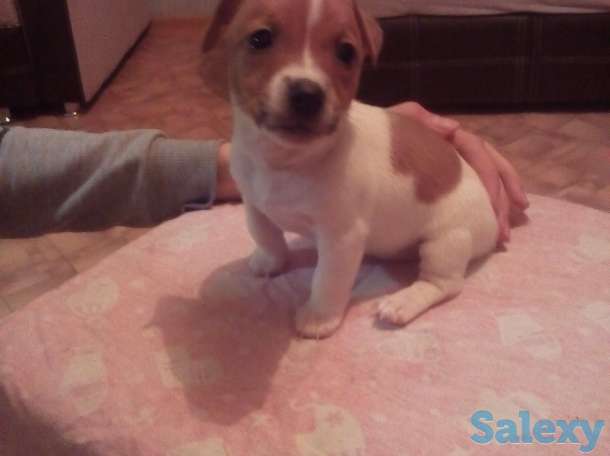 Продам предлагаем к продаже щенков, фотография 4