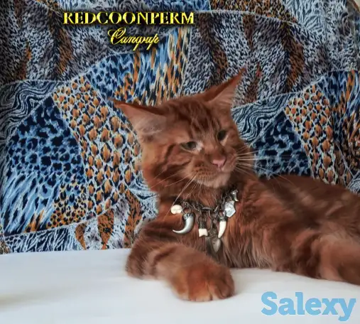 Мейн Кун красный солид. Шоу класс. Питомник, фотография 5