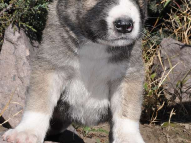 Шикарная девочка САО-алабай с родословной, фотография 1