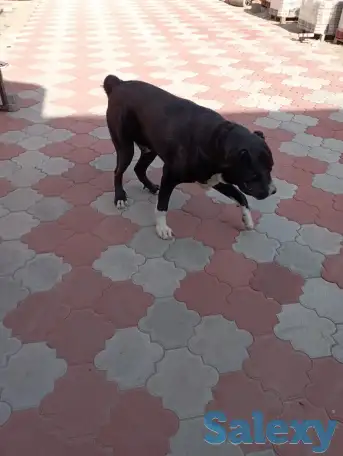 продам собаку, фотография 1