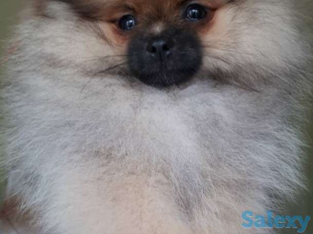 Продам шикарного щенка от титулованных родителей, фотография 1