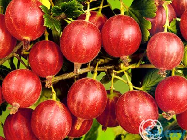 Крыжовник Сеянец Лефора, фотография 1