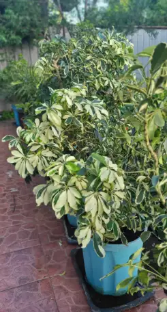 Продам мраморные Шеффлеры, фотография 1