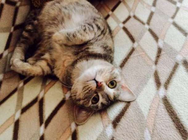 ​Мусенька ищет хозяев, фотография 1