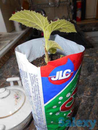 Продам саженцы 