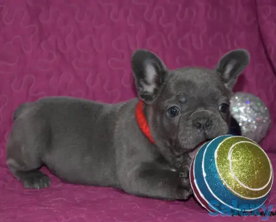 Голубого окраса французы с доставкой по кз, фотография 1