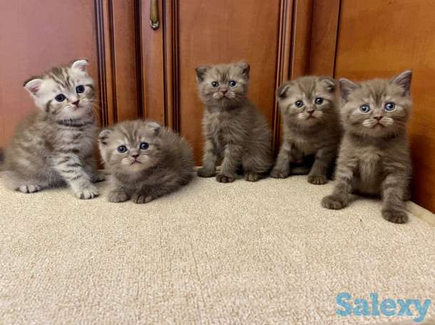 Котята вислоухие, фотография 5