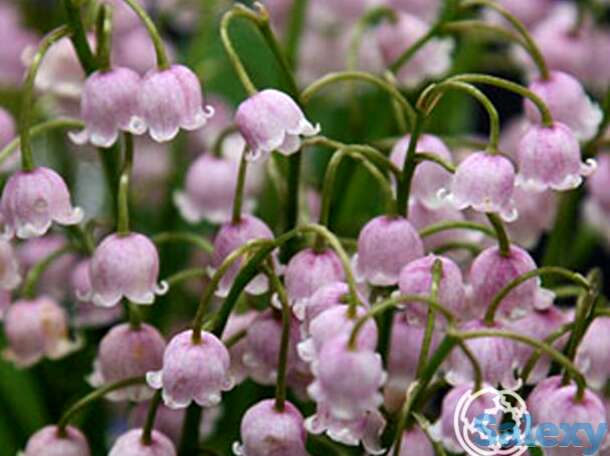 Ландыш майский розовый, фотография 1