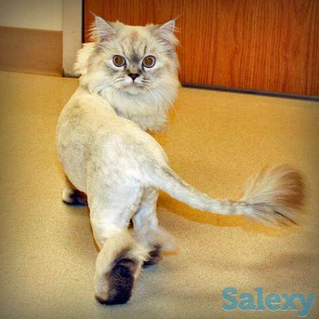 СТРИЖКА КОШЕК БЕЗ НАРКОЗА, фотография 1