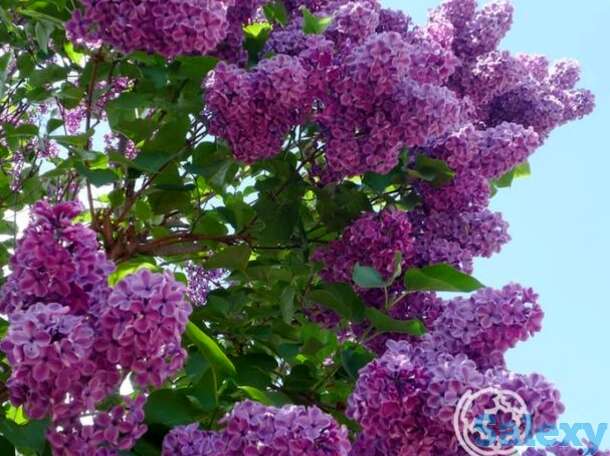 Сирень сумерки, фотография 1