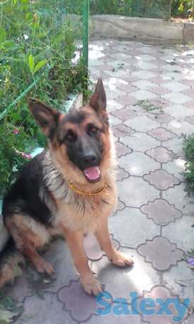 Продаются щенки немецкой овчарки с родословной, фотография 1