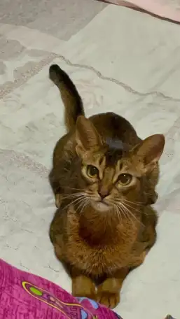 Продам кошку Абиссинка, фотография 5