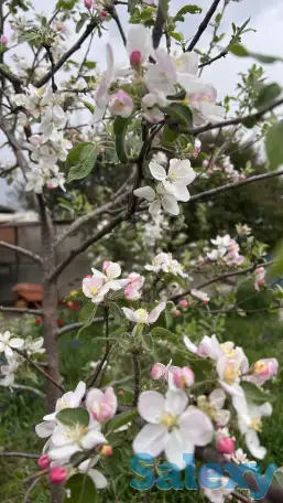 Продам большой дом с двумя входами отдельно и 24 сотки земли, фотография 7